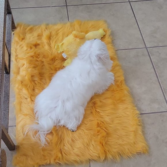 Luxury orange soft fluffy rug SIZE 2 x 3ft - Picture 3 of 10